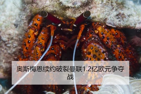 奥斯梅恩续约破裂曼联1.2亿欧元争夺战